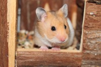 /album/photo-gallery-hamsterheaven/two-little-girls-juli-2012-031-jpg/